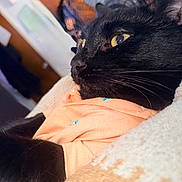 Jinx joined the competition — help win amazing prizes! animal_clothing, black_cat, blanket, cat, close_up, cozy, domestic_animal, feline, fur, home, indoor, orange_shirt, pet, quiet, relaxed, resting, side_profile, soft_texture, whiskers, yellow_eyes
