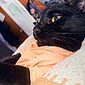 black_cat, cat, pet, indoor, close_up, orange_shirt, blanket, fur, whiskers, yellow_eyes, resting, side_profile, soft_texture, domestic_animal, relaxed, animal_clothing, feline, cozy, home, quiet