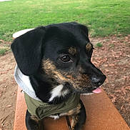 Bean is registered to the contest to win money with this photo: dog, puppy, black_coat, brown_coat, tongue_out, jacket, bench, outdoor, grass, park, cute, pet, animal, canine, fur, ears, snout, wood, nature, playful