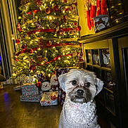 Bella joined the competition — help win amazing prizes! dog, pet, christmas_tree, holiday, presents, gift_wrap, decorations, lights, snowman, indoor, wooden_floor, sweater, festive, cozy, holiday_season, celebration, home, cute, small_dog, christmas_stockings