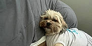 Bella is registered to the contest to win money with this photo: dog, pet, indoor, bedroom, blanket, fur, white_clothing, resting, furniture, canine, cute, cozy, relaxed, animal, sleepy, soft, mammal, home, companion, cute_pet