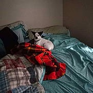 Señor joined the competition — help win amazing prizes! dog, bed, blanket, pillow, room, indoor, pet, white, black, plaid, fabric, resting, cozy, furniture, curious, small_dog, sleeping_area, soft_light, quiet, domestic