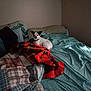 dog, bed, blanket, pillow, room, indoor, pet, white, black, plaid, fabric, resting, cozy, furniture, curious, small_dog, sleeping_area, soft_light, quiet, domestic