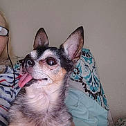 Mojo joined the competition — help win amazing prizes! dog, small_dog, tongue_out, pet, animal, ears_up, close_up, indoor, person_partial, glasses, striped_clothing, couch, pillow, patterned_pillow, fur, cute, happy, companion, looking_away, relaxed