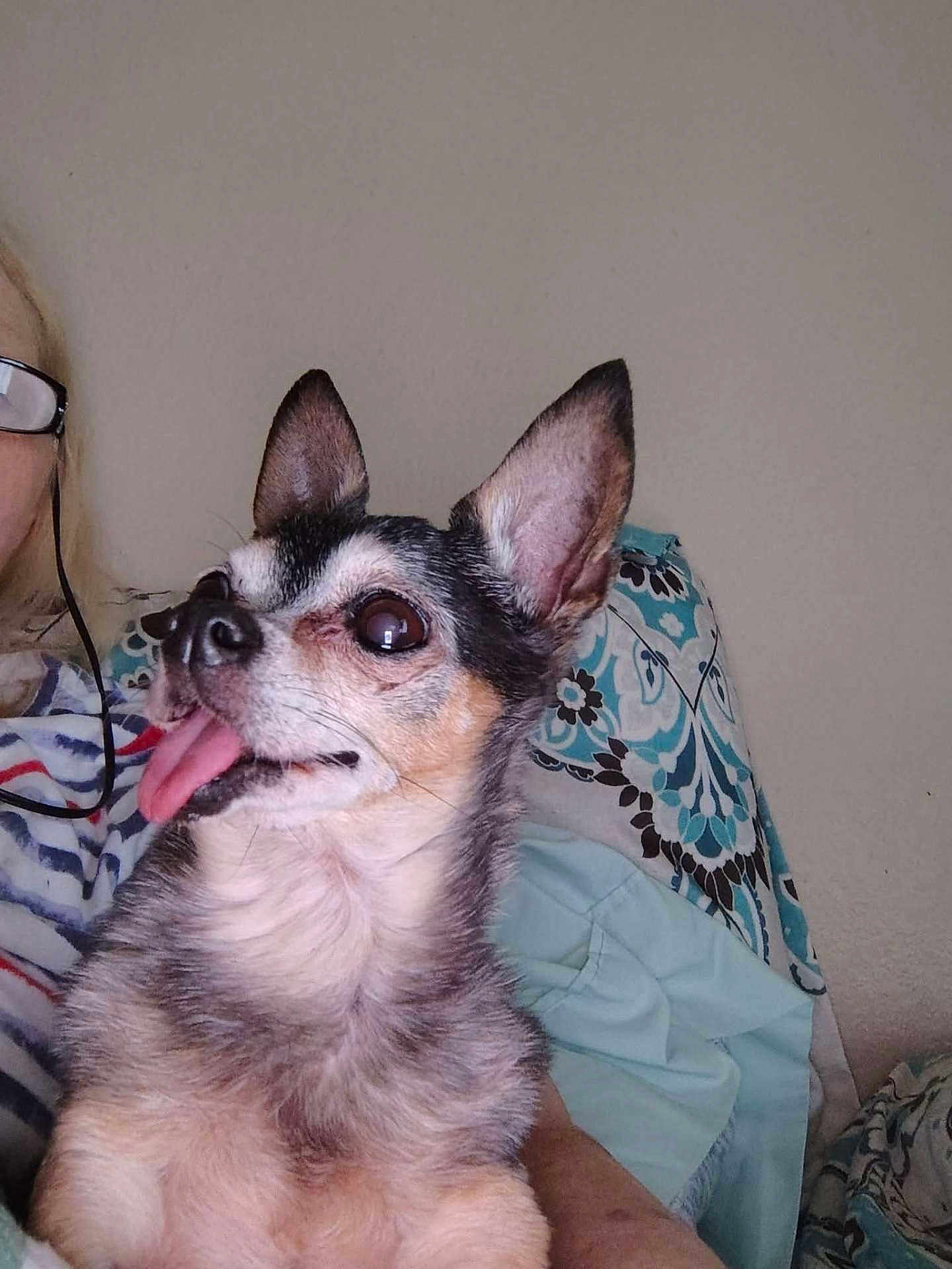 Mojo joined the competition — help win amazing prizes! dog, small_dog, tongue_out, pet, animal, ears_up, close_up, indoor, person_partial, glasses, striped_clothing, couch, pillow, patterned_pillow, fur, cute, happy, companion, looking_away, relaxed
