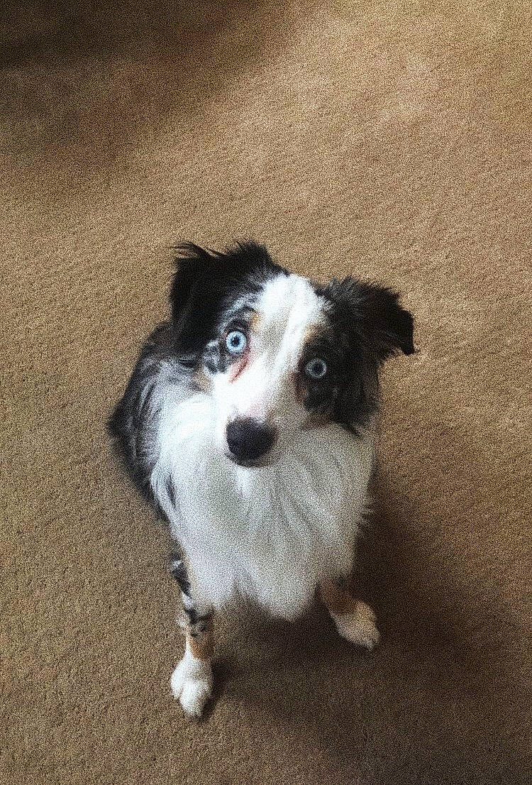 Ellie joined the competition — help win amazing prizes! australian_collie, border_collie, canidae, carnivore, companion_dog, dog, dog_breed, mammal, puppy, rare_breed_dog, sporting_group, vertebrate, working_dog