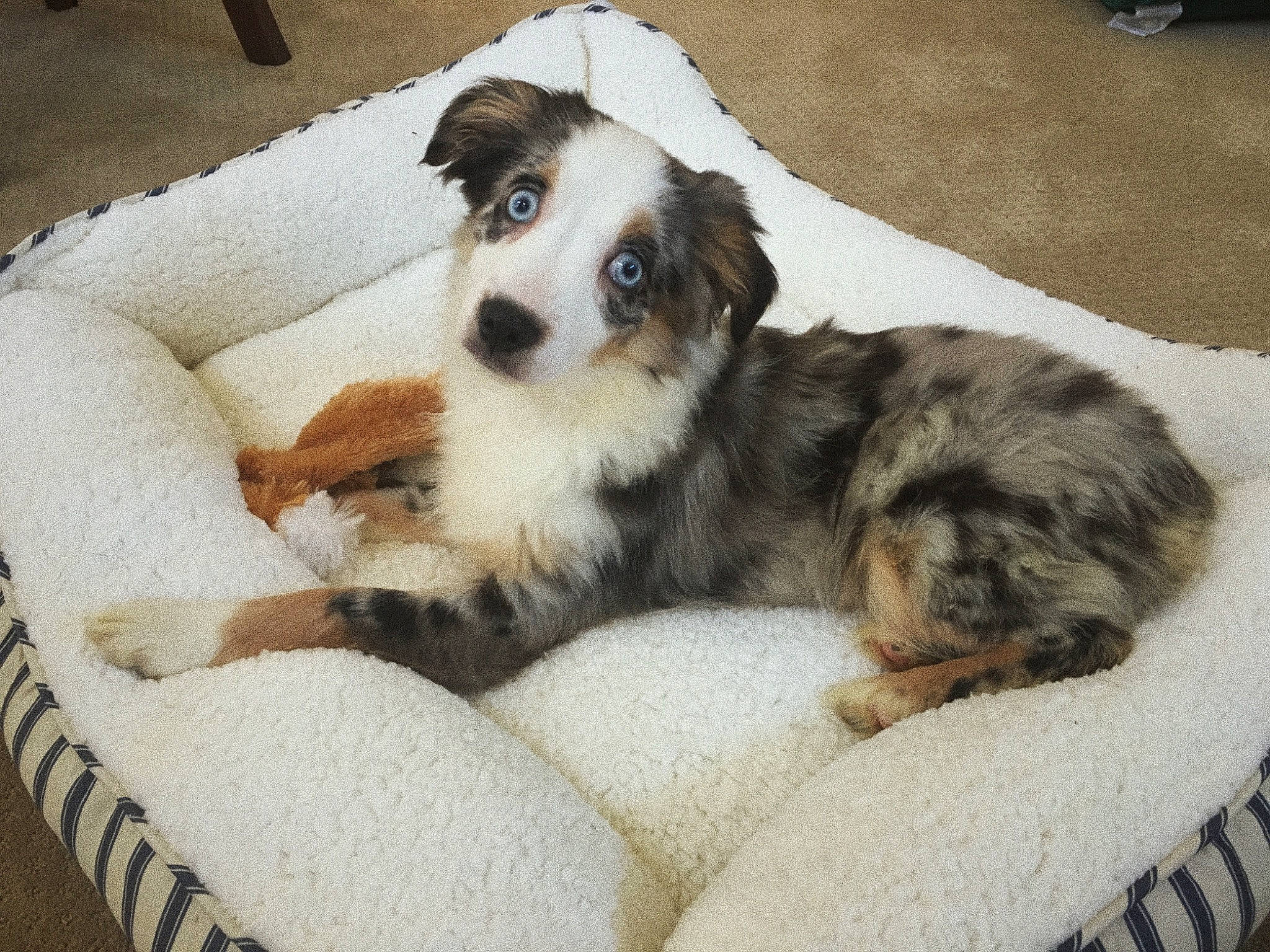 Ellie is registered to the contest to win money with this photo: australian_shepherd, canidae, carnivore, companion_dog, dog, dog_breed, mammal, miniature_australian_shepherd, puppy, rare_breed_dog, vertebrate