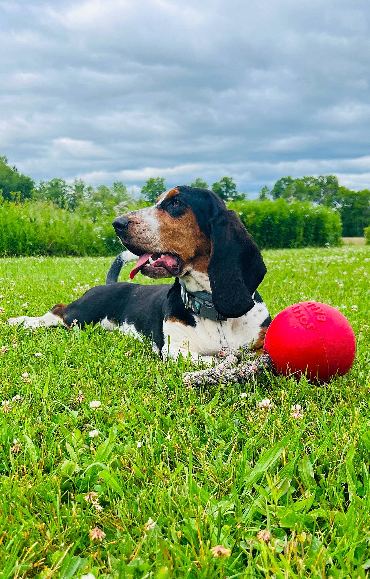 Gertie is registered to the contest to win money with this photo: ball, carnivore, cloud, companion_dog, dog, dog_breed, grass, grassland, green, happy, lawn, leisure, mammal, meadow, people_in_nature, plant, sky, soccer_ball, tree, vertebrate