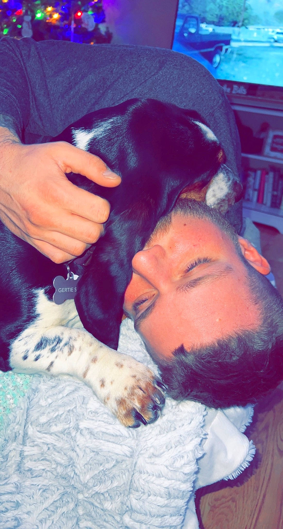 Gertie is registered to the contest to win money with this photo: beard, black_hair, blue, carnivore, comfort, companion_dog, dog, dog_breed, ear, electric_blue, fawn, finger, gesture, happy, interaction, jaw, long_hair, neck, skin, snout