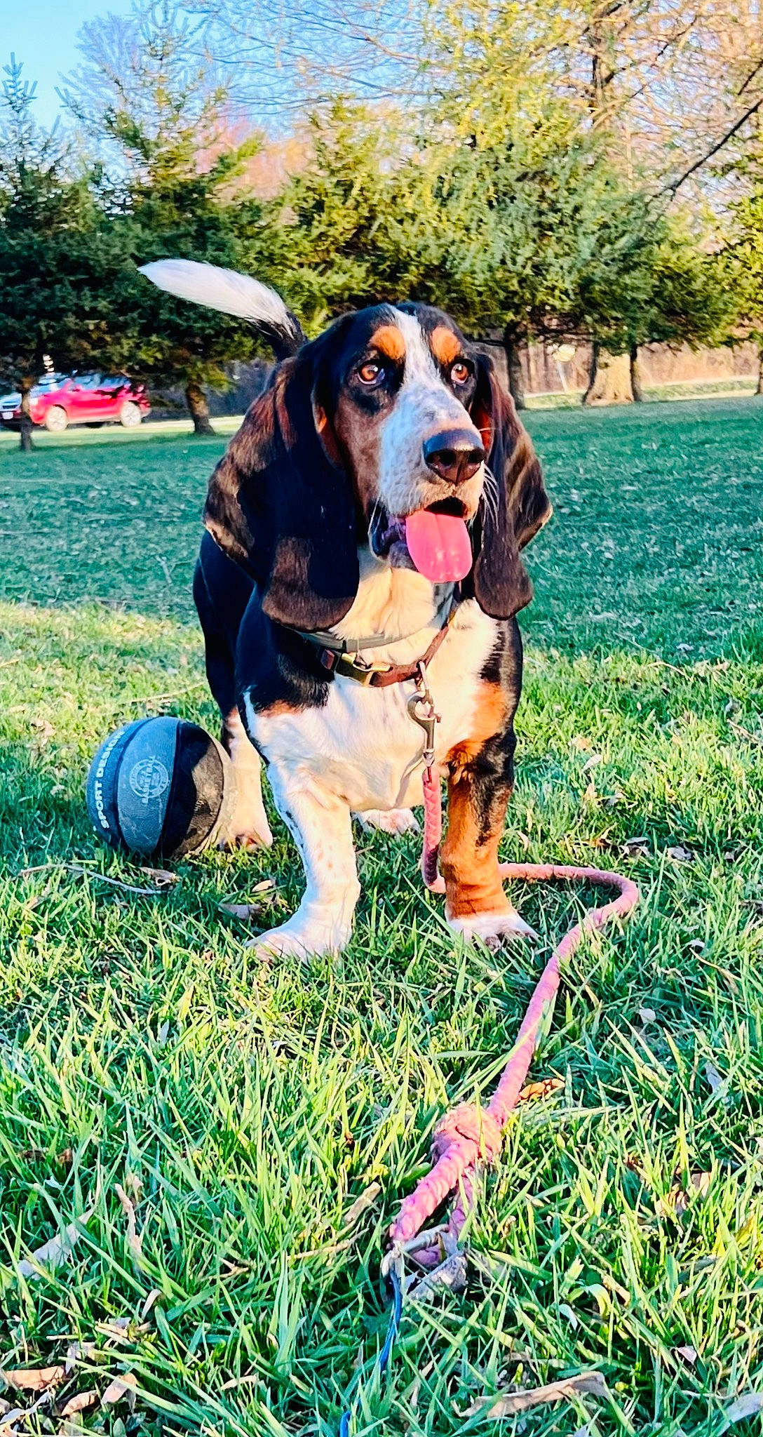 Gertie is registered to the contest to win money with this photo: ball, carnivore, collar, companion_dog, dog, dog_breed, dog_collar, dog_supply, fawn, football, grass, hound, lawn, people_in_nature, plant, snout, sporting_group, sports_equipment, sports_toy, tree