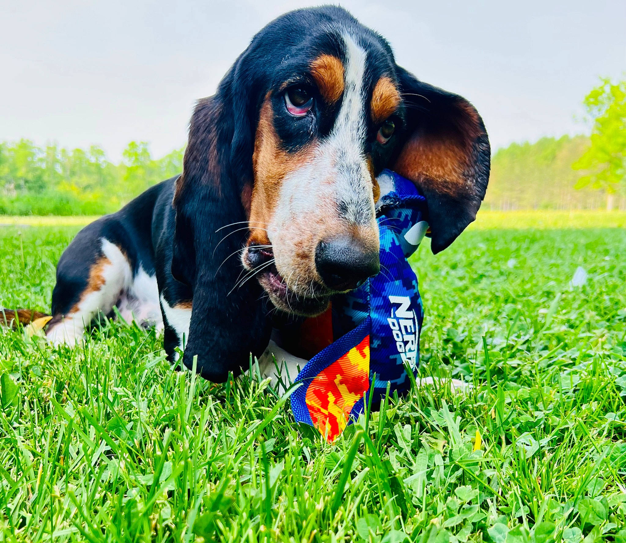 Gertie joined the competition — help win amazing prizes! ball, canidae, carnivore, companion_dog, dog, dog_breed, dog_supply, grass, grassland, happy, hound, people_in_nature, plant, puppy, scent_hound, sky, snout, sporting_group, terrestrial_animal, working_dog