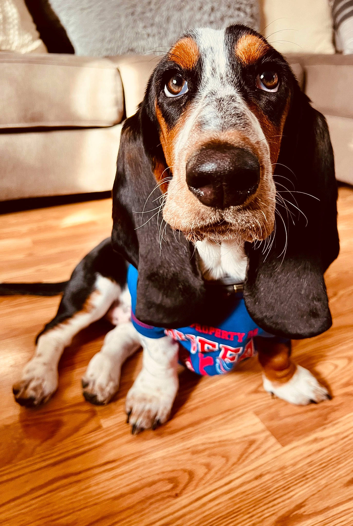 Gertie is registered to the contest to win money with this photo: canidae, carnivore, collar, companion_dog, couch, dog, dog_breed, dog_supply, flooring, hardwood, hound, laminate_flooring, liver, scent_hound, snout, sporting_group, whiskers, wood, wood_flooring, working_animal