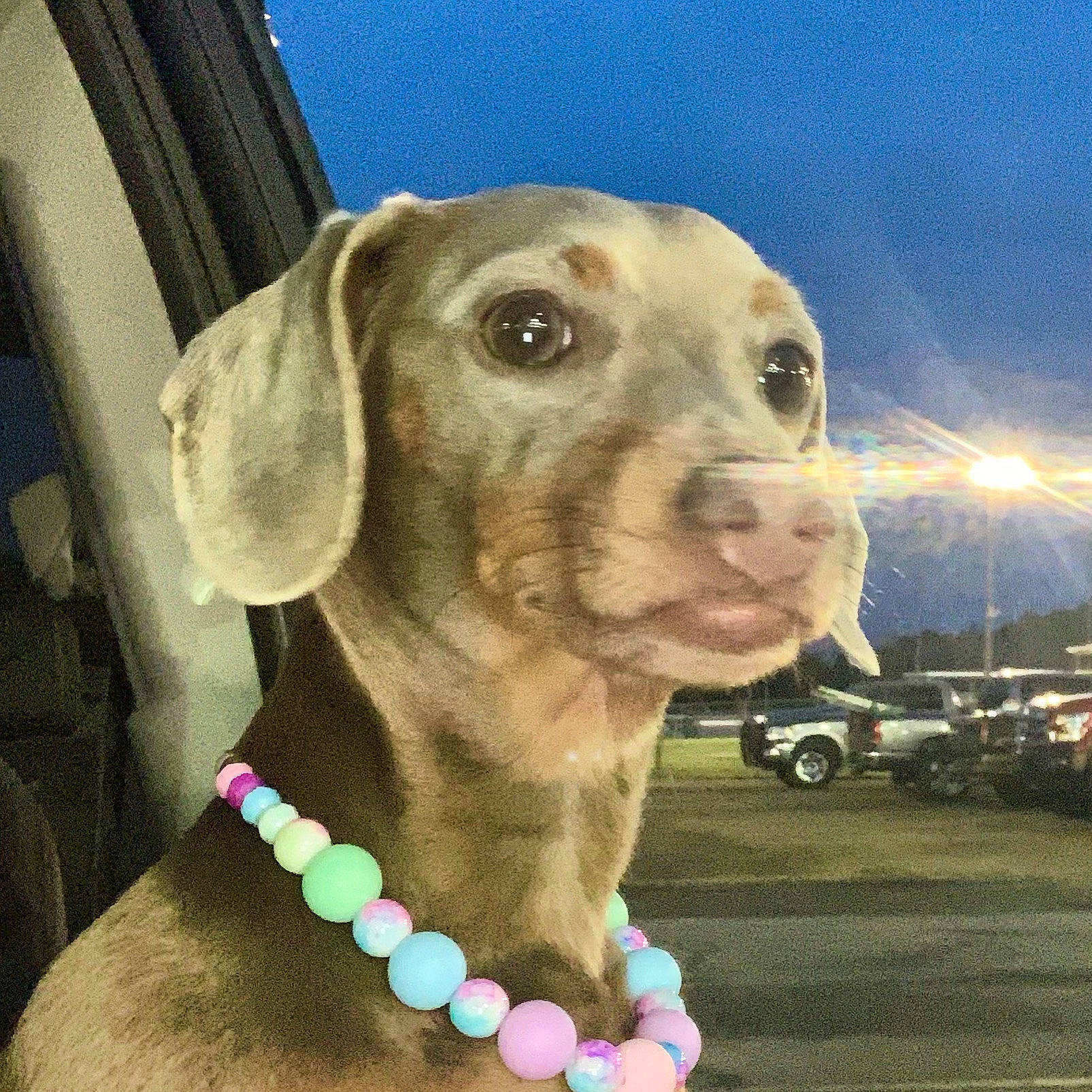 Sadie Grace joined the competition — help win amazing prizes! braque_francais, carnivore, cloud, collar, companion_dog, dog, dog_breed, dog_collar, fawn, jewellery, liver, metal, pet_supply, sky, smile, snout, tire, wheel, whiskers, working_animal