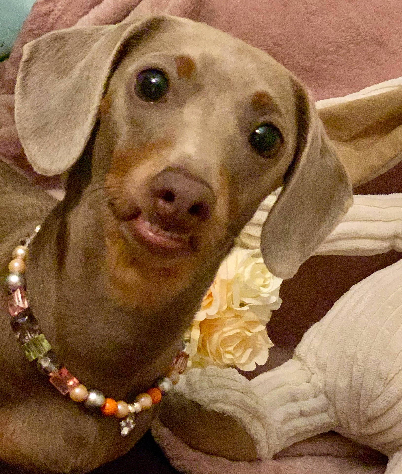 Sadie Grace joined the competition — help win amazing prizes! canidae, carnivore, collar, companion_dog, dog, dog_breed, dog_collar, ear, fawn, fur, gun_dog, hat, jewellery, liver, smile, snout, sporting_group, whiskers, wood, working_animal