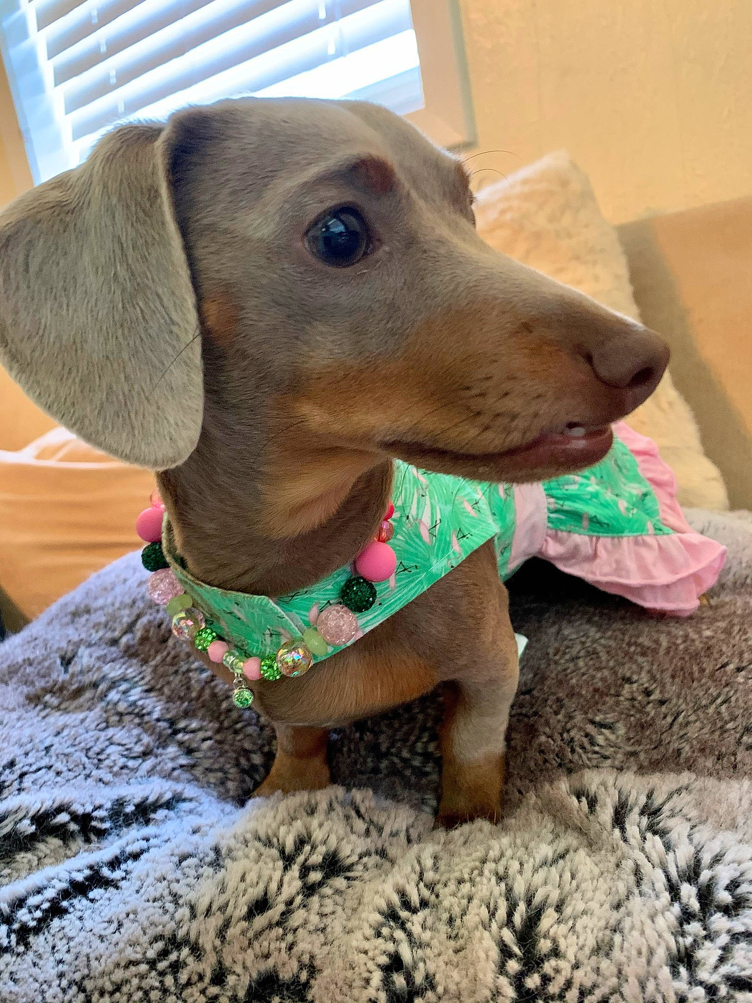 Sadie Grace joined the competition — help win amazing prizes! canidae, carnivore, collar, companion_dog, dog, dog_breed, dog_clothes, dog_collar, dog_supply, ear, fawn, hunting_dog, liver, pet_supply, snout, sporting_group, whiskers, working_animal