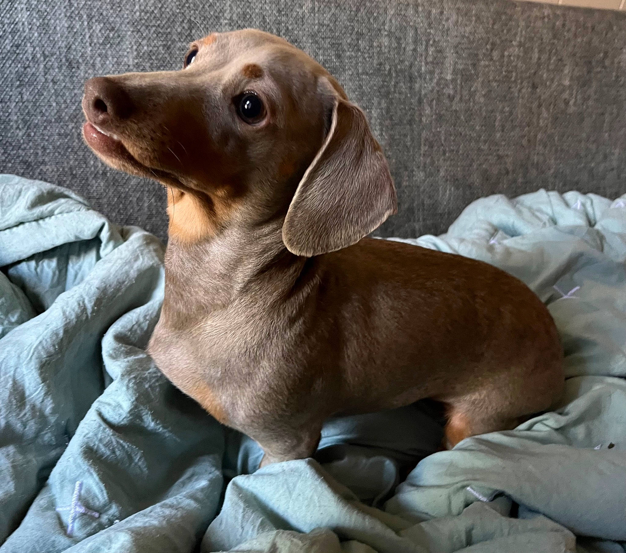 Sadie Grace is registered to the contest to win money with this photo: automotive_mirror, brown, carnivore, comfort, companion_dog, dog, dog_breed, ear, grey, hunting_dog, liver, metal, pet_supply, sporting_group, terrestrial_animal, whiskers, working_animal