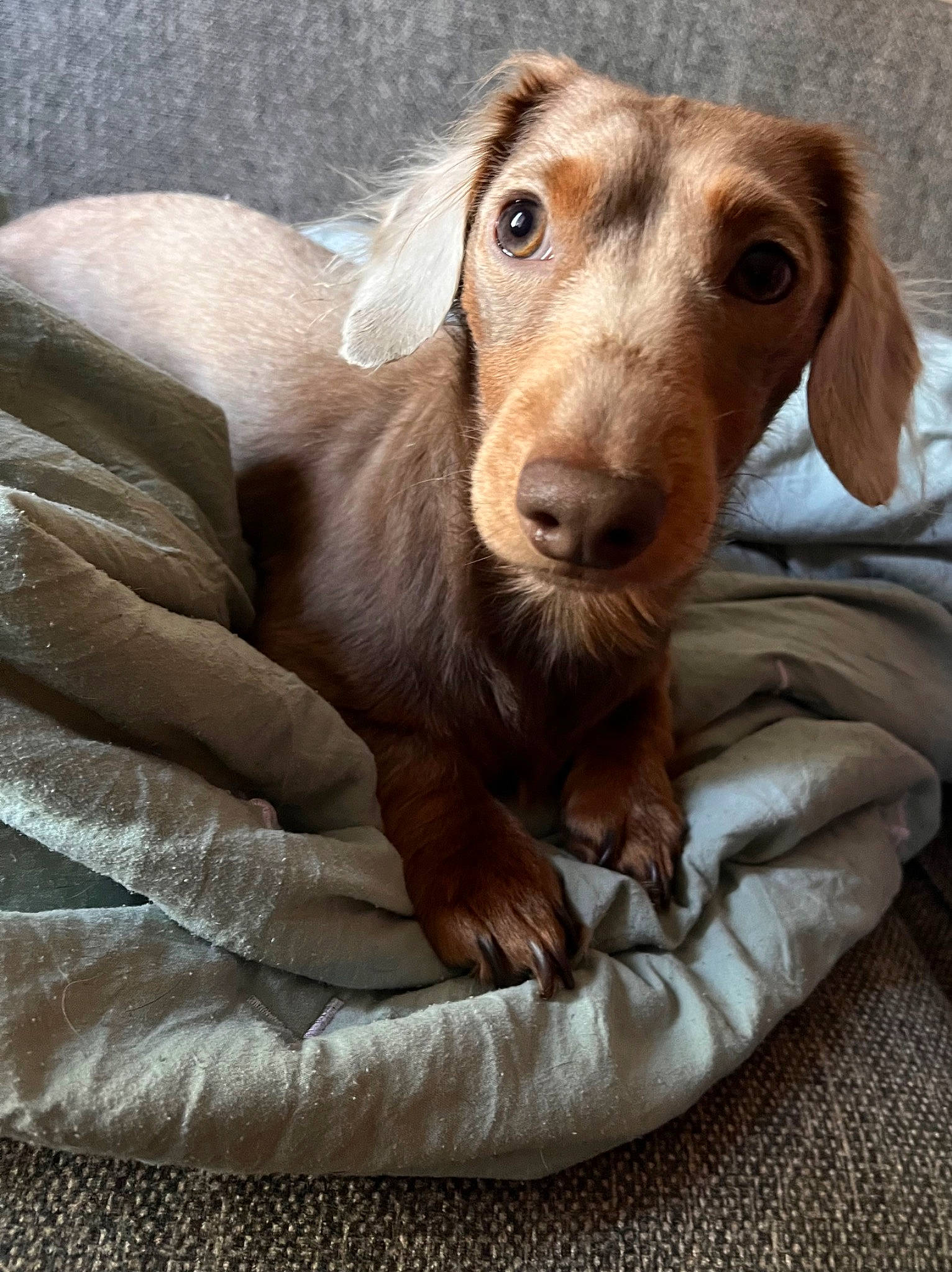 Chevy joined the competition — help win amazing prizes! brown, canidae, carnivore, comfort, companion_dog, dog, dog_breed, ear, fawn, hunting_dog, liver, snout, sporting_group, terrestrial_animal, whiskers, wood, working_animal