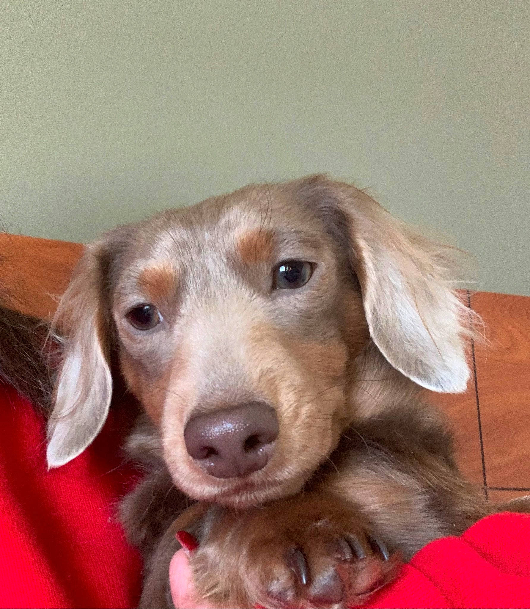 Chevy is registered to the contest to win money with this photo: canidae, carnivore, companion_dog, dog, dog_breed, ear, fawn, gun_dog, hunting_dog, liver, snout, sporting_group, whiskers, wood