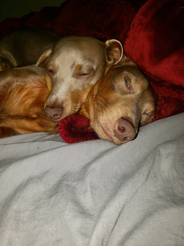 Chevy joined the competition — help win amazing prizes! canidae, carnivore, comfort, companion_dog, dog, dog_breed, dog_supply, fawn, fur, liver, nap, paw, snout, sporting_group, terrestrial_animal, whiskers, working_animal