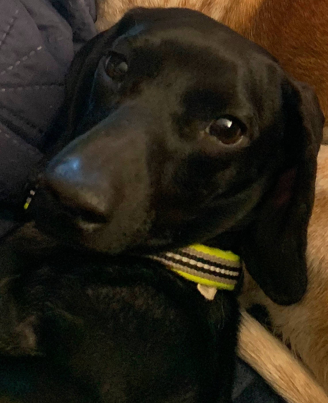 Mickey joined the competition — help win amazing prizes! beagador, canidae, carnivore, dachshund, dog, dog_breed, dog_collar, greyhound, hunting_dog, labrador_retriever, mammal, nose, snout, sporting_group, vertebrate, whiskers