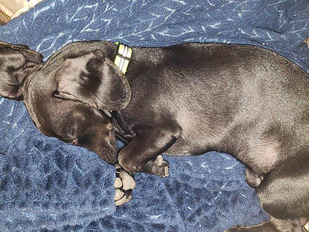 Mickey joined the competition — help win amazing prizes! canidae, carnivore, dachshund, dog, dog_breed, ear, fawn, great_dane, guard_dog, nap, puppy, sleep, snout, sporting_group, weimaraner