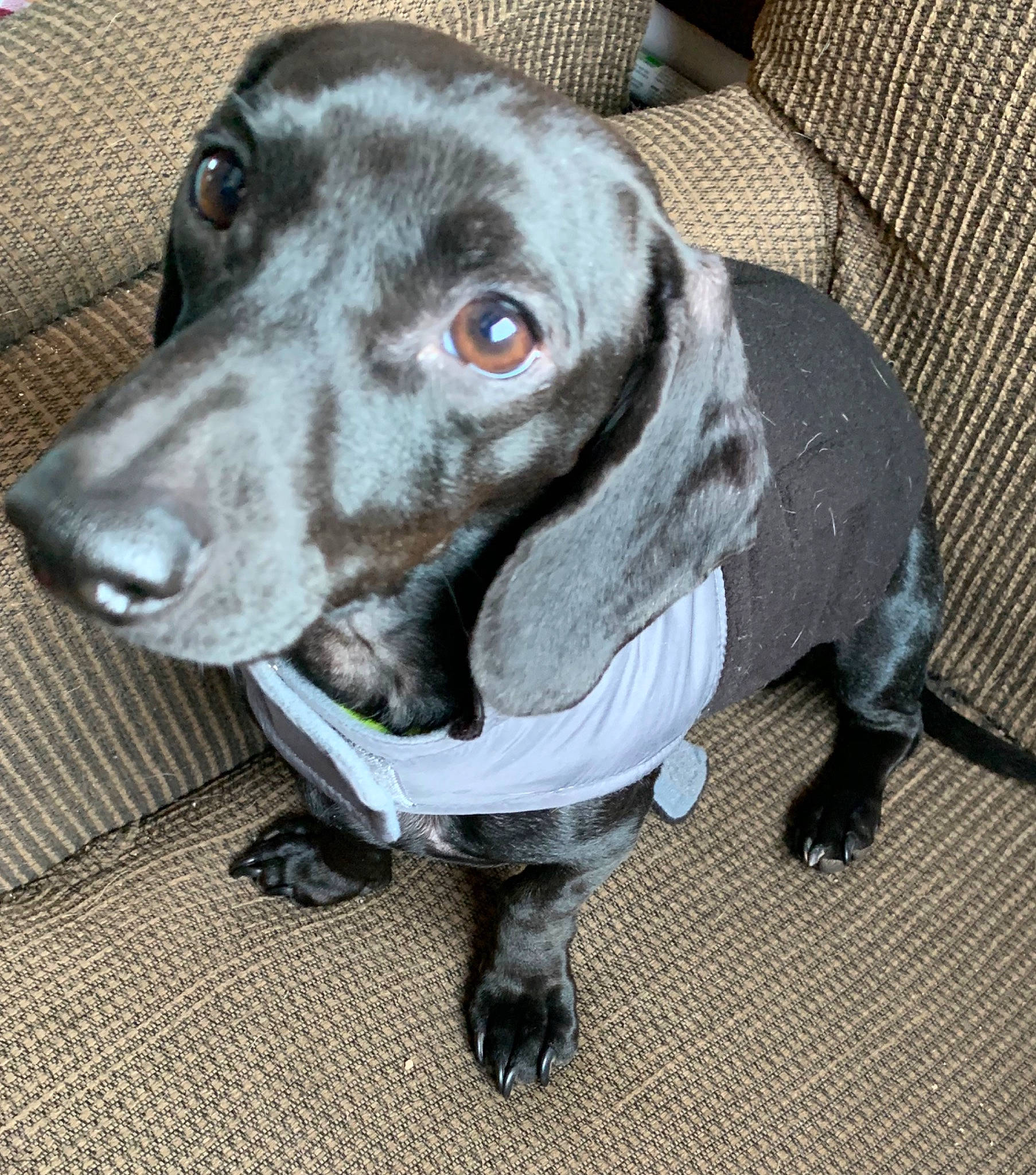 Mickey joined the competition — help win amazing prizes! beagador, canidae, carnivore, companion_dog, dachshund, dog, dog_breed, german_shorthaired_pointer, mammal, pointer, pointing_breed, rare_breed_dog, snout, sporting_group, vertebrate, weimaraner