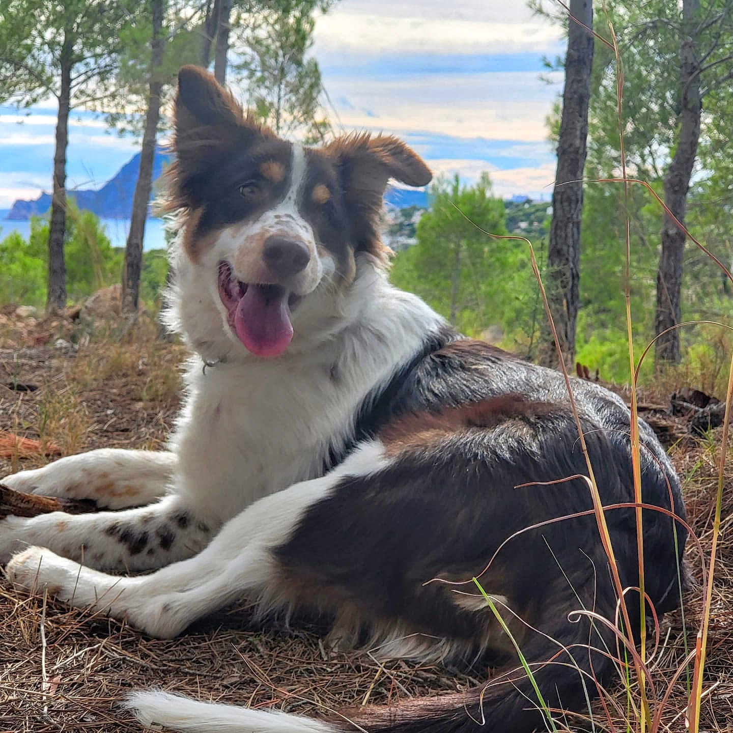 Milo participe au concours pour gagner de l'argent avec cette photo : animal, canine, dog, grass, grove, herbal, herbs, jungle, land, nature, outdoors, pet, plant, puppy, rock, soil, tree, vegetation, wilderness, woodland