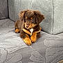 Lucie is registered to the contest to win money with this photo: puppy, dog, brown, tan, cute, pet, animal, couch, sofa, furniture, indoor, relaxed, fluffy, young, small, domestic_animal, resting, comfort, cozy, adorable