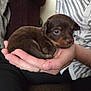Lucie is registered to the contest to win money with this photo: puppy, dog, brown, small, hand, person, striped_shirt, indoor, cute, curled_up, pet, young, cozy, resting, human_hand, furry, animal, closeup, soft, comfort