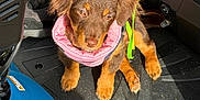 Lucie joined the competition — help win amazing prizes! puppy, dog, brown_fur, pink_collar, leash, sunlight, shadow, footwear, scooter, black_surface, outdoor, pet, animal, cute, young_dog, paws, ears, snout, leash_clip, texture