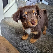 Lucie is registered to the contest to win money with this photo: puppy, dog, pet, brown_fur, carpet, stairs, indoor, cute, small_dog, curious, fur, animal, young_dog, domestic_animal, looking_up, soft_texture, household, floor, adorable, friendly