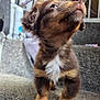 Mollie is registered to the contest to win money with this photo: puppy, dog, brown, white_patch, carpet, stairs, indoor, pet, young, cute, fur, canine, looking_up, curious, animal, small, domestic, friendly, closeup, adorable