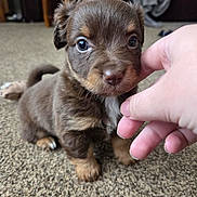 Mollie is registered to the contest to win money with this photo: puppy, dog, brown_fur, small_dog, cute, carpet, hand, indoor, furniture, blurred_background, pet, animal, young, eyes, nose, paws, closeup, soft_fur, domestic, friendly