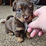 puppy, dog, brown_fur, small_dog, cute, carpet, hand, indoor, furniture, blurred_background, pet, animal, young, eyes, nose, paws, closeup, soft_fur, domestic, friendly