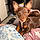 Mollie