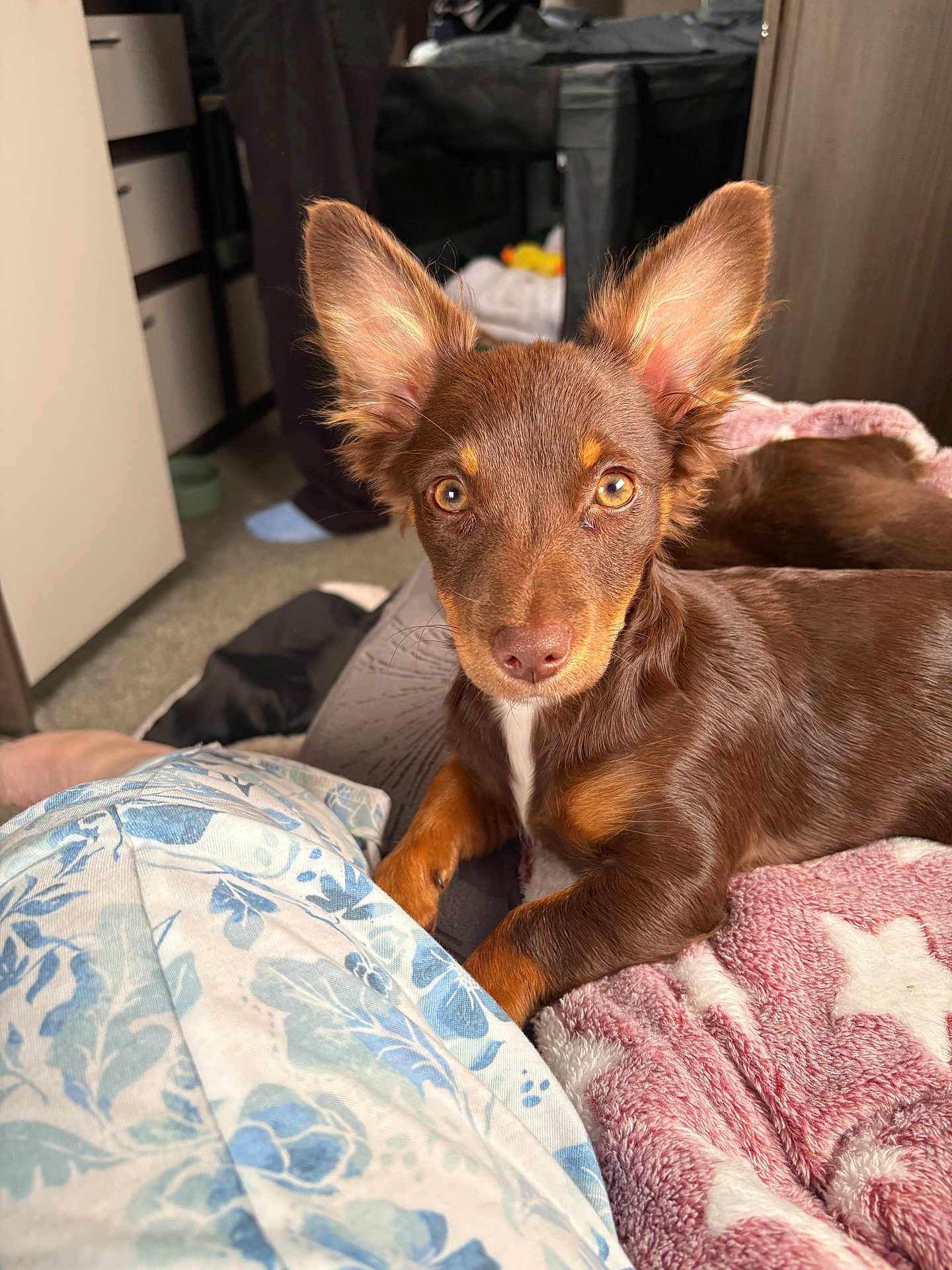 Mollie joined the competition — help win amazing prizes! dog, brown_dog, large_ears, blanket, pink_blanket, white_stars, indoor, pet, animal, cute, looking_at_camera, fur, lying_down, cozy, domestic, floor, person, furniture, carpet, relaxed