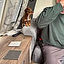 Mollie joined the competition — help win amazing prizes! puppy, dog, couch, man, curtains, table, coasters, indoor, furniture, casual_clothing, window, light, brown, gray, seated, pet, alert, side_view, living_room, relaxed