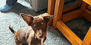 Mollie is registered to the contest to win money with this photo: puppy, dog, brown, carpet, floor, wooden_table, ears, person, socks, couch, indoor, foot, curious, pet, animal, furniture, legs, standing, soft_fur, light