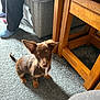 puppy, dog, brown, carpet, floor, wooden_table, ears, person, socks, couch, indoor, foot, curious, pet, animal, furniture, legs, standing, soft_fur, light