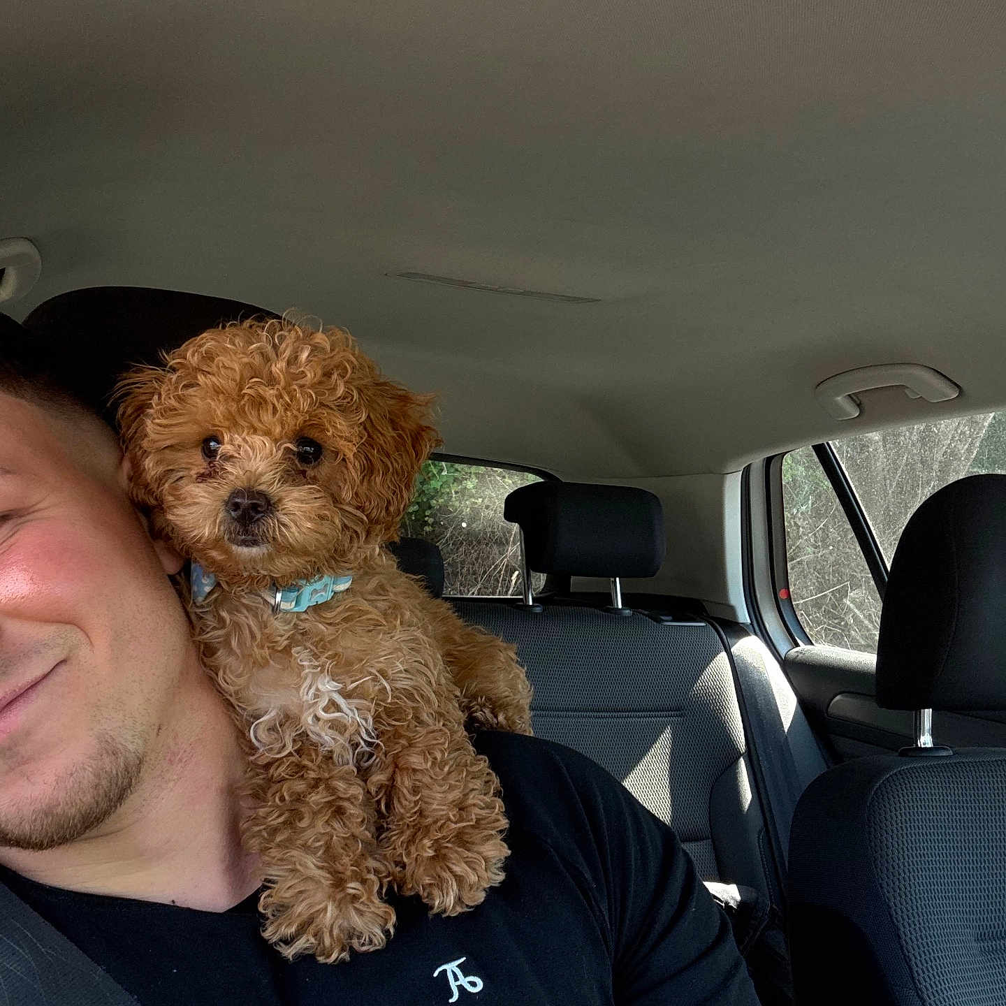 Gio is registered to the contest to win money with this photo: accessories, adult, animal, belt, canine, cushion, dog, face, head, homedecor, male, man, person, pet, photography, poodle, portrait, puppy, transportation, vehicle