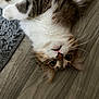 Simba is registered to the contest to win money with this photo: cat, feline, pet, upside_down, floor, wooden_floor, fur, whiskers, curious, lying_down, indoor, closeup, tabby, brown, white, soft, texture, rug, animal, cute