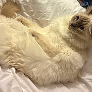 Talia a rejoint le concours — aidez-le/la à gagner de superbes lots ! animal, bed, blue_eyes, cat, cozy, cream_colored, cute, domestic_animal, feline, fluffy, fur, indoor, looking_up, lying_down, pet, relaxed, sleepy, soft_lighting, whiskers, white_bedspread