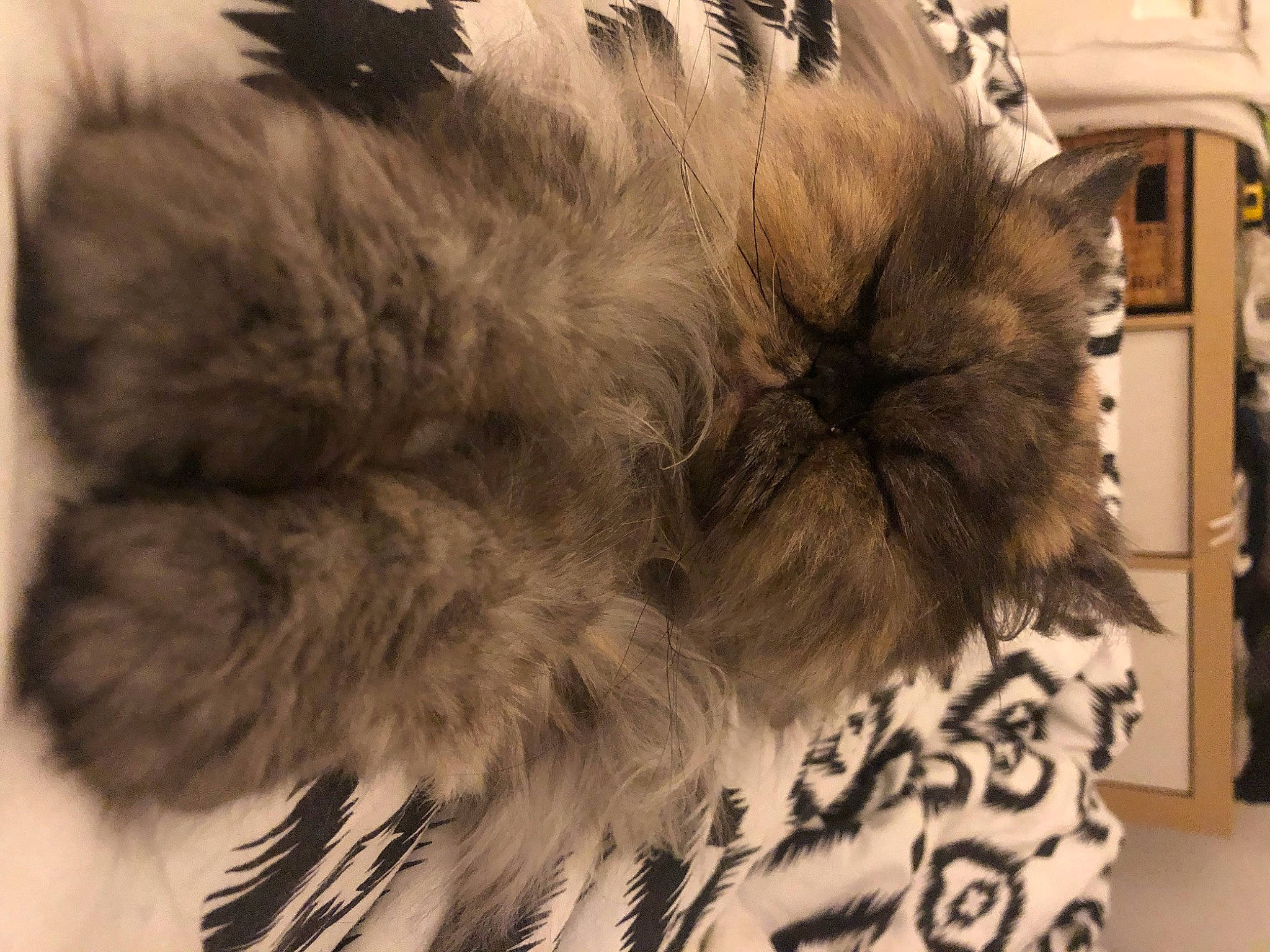 Lilie participe au concours pour gagner de l'argent avec cette photo : animal_product, cap, claw, fashion_accessory, feather, felidae, fur, fur_clothing, monochrome, monochrome_photography, paw, small_to_medium_sized_cats, snout, tail, textile, train, whiskers, wing, wool