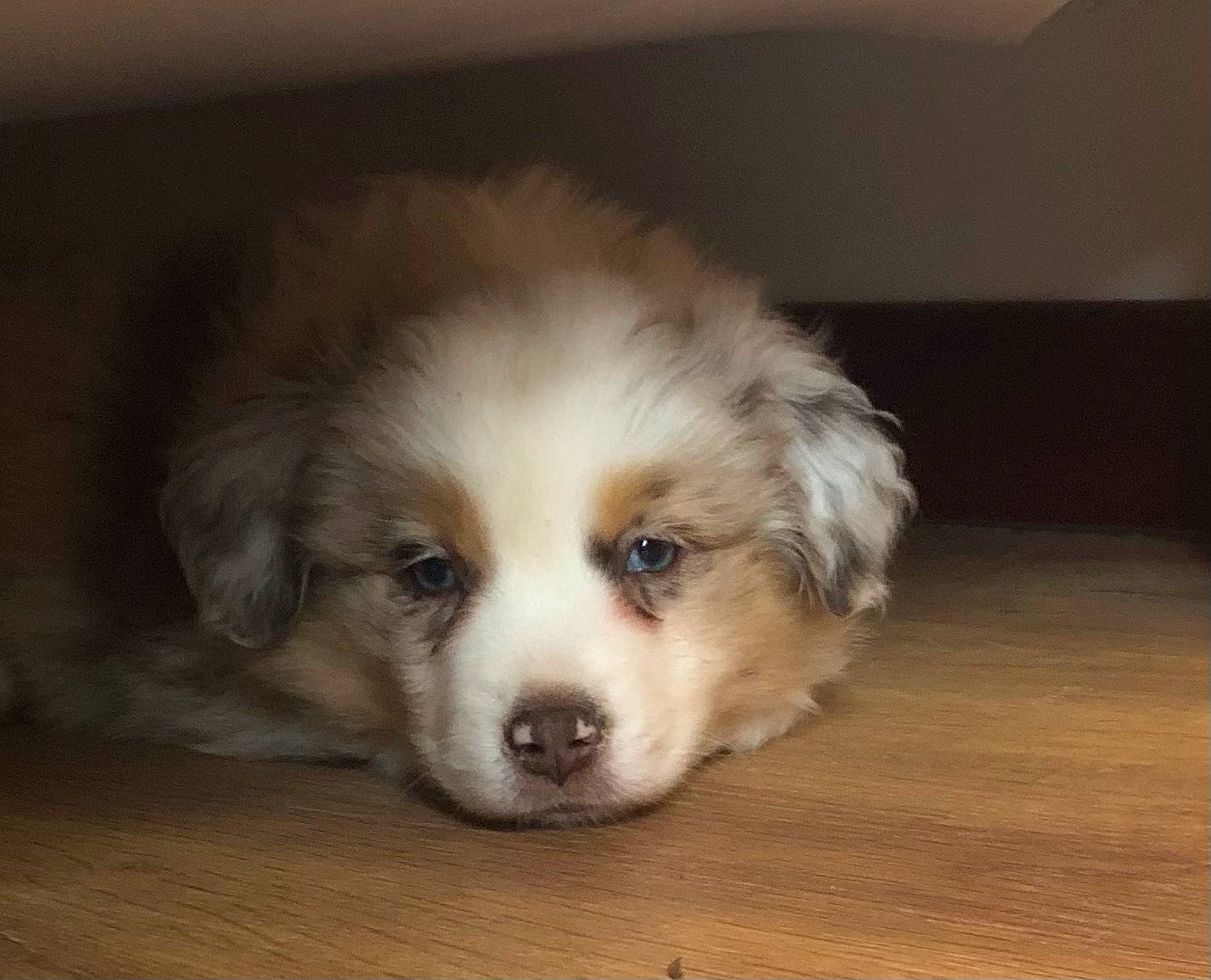 Wendy a rejoint le concours — aidez-le/la à gagner de superbes lots ! bored, canidae, carnivore, companion_dog, dog, dog_breed, fur, hardwood, liver, puppy, snout, sporting_group, toy_dog, whiskers, wood, working_animal