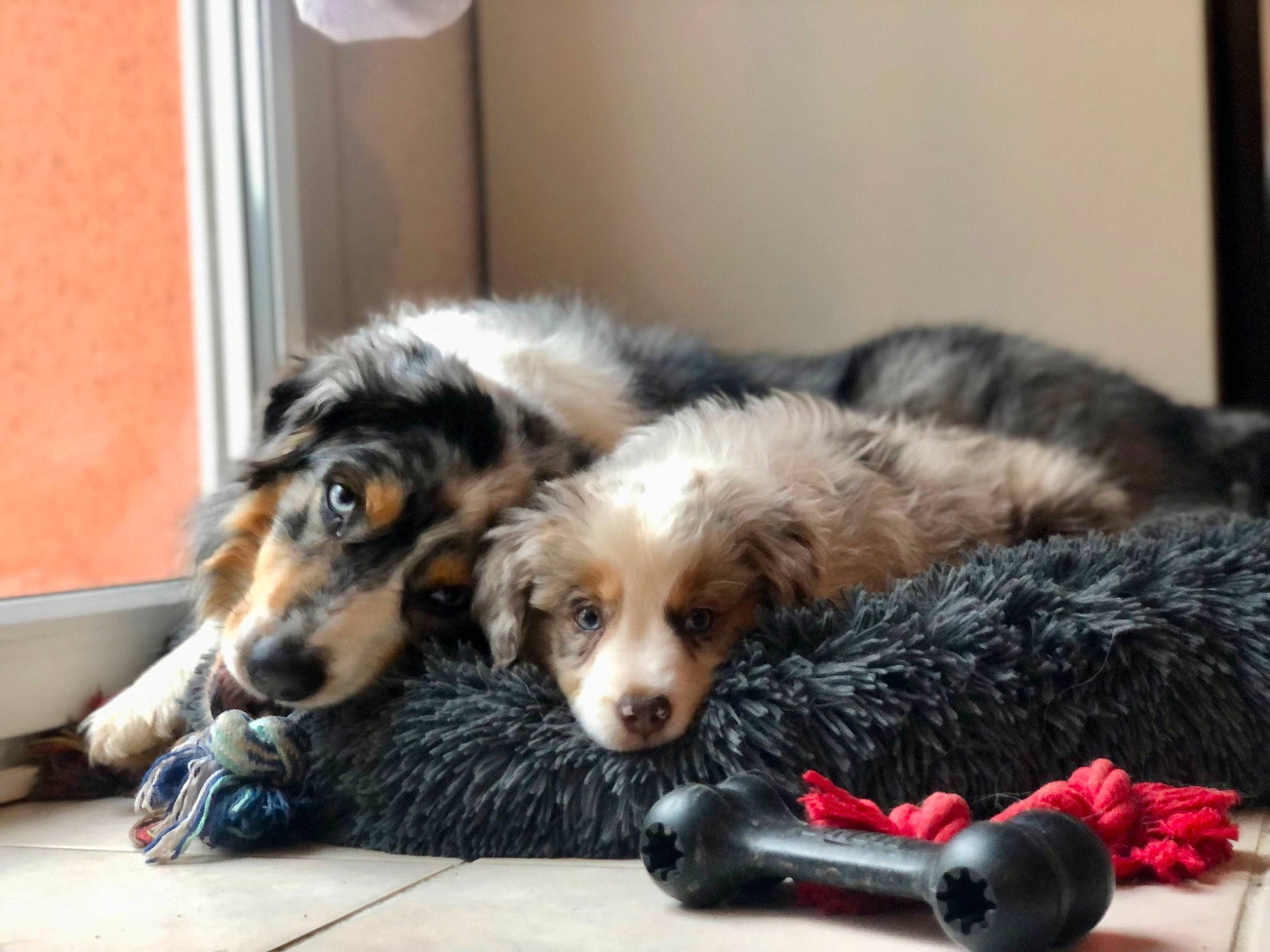 Wendy a rejoint le concours — aidez-le/la à gagner de superbes lots ! canidae, carnivore, comfort, companion_dog, dog, dog_breed, dog_supply, flooring, fur, snout, sporting_group, terrestrial_animal, whiskers, working_dog