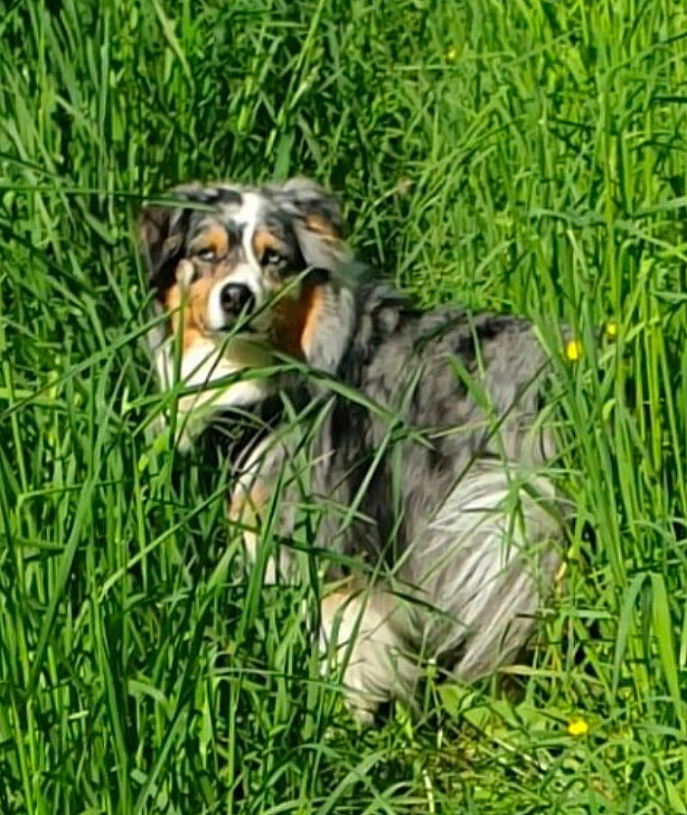 Jessy a rejoint le concours — aidez-le/la à gagner de superbes lots ! ancient_dog_breeds, canidae, carnivore, companion_dog, dog, dog_breed, grass, grassland, groundcover, herding_dog, plant, sedge_family, siberian_tiger, snout, sporting_group, terrestrial_animal, whiskers, working_animal, working_dog