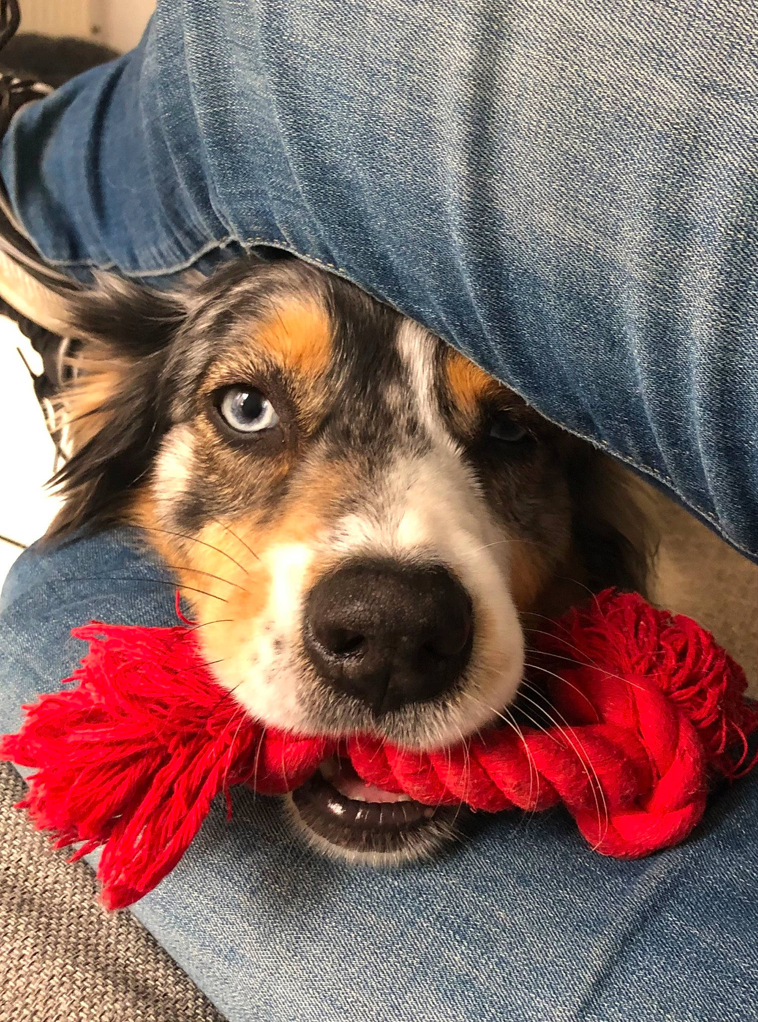 Jessy participe au concours pour gagner de l'argent avec cette photo : canidae, carnivore, clock, companion_dog, denim, dog, dog_breed, dog_clothes, eyewear, fashion_accessory, fur, happy, jeans, paw, selfie, sitting, snout, sporting_group, toy_dog, whiskers