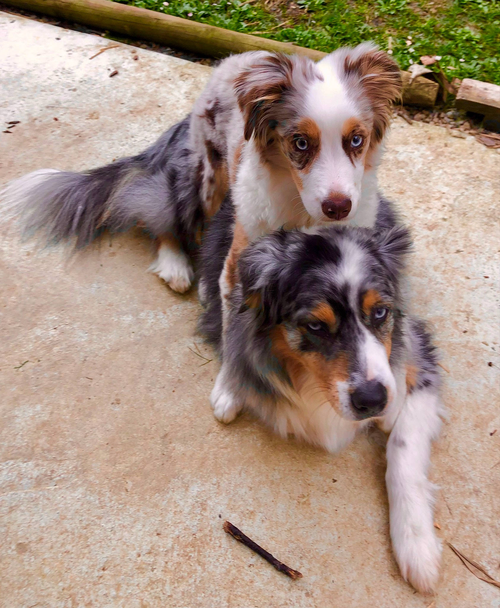 Jessy a rejoint le concours — aidez-le/la à gagner de superbes lots ! australian_shepherd, border_collie, canidae, carnivore, companion_dog, dog, dog_breed, fur, gun_dog, herding_dog, plant, snout, sporting_group, terrestrial_animal, working_animal, working_dog