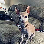 Bella joined the competition — help win amazing prizes! animal, architecture, building, canine, chihuahua, couch, cushion, dog, furniture, homedecor, indoors, interiordesign, lamp, linen, livingroom, person, pet, puppy, room, sitting