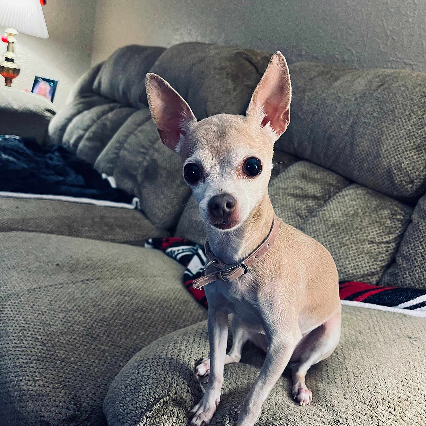 Bella